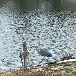 Meet your Posher, Lillian